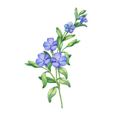 Periwinkle. Branch of first spring flowers - Vínca mínor. Hand drawn watercolor painting on white background.
