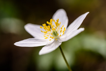 Detail of white flower of anemone, spring flower. Flower in center.