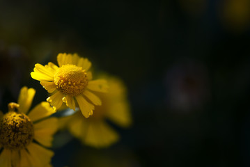 Yellow Helenium Bloom