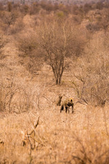 Fototapeta na wymiar Hyena with Prey in Savannah, Kruger Park, South Africa, Africa