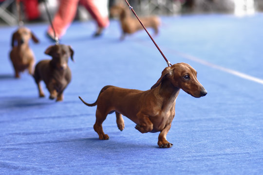 Dachshunds on the dog show