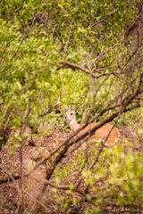 Obraz na płótnie Canvas Steenbok Hiding in Savannah of South Africa, Kruger Park, Africa