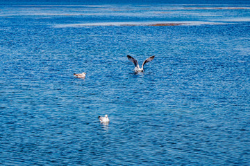 Fototapeta na wymiar Mouettes sur la lagune d'Orbetello en Toscane