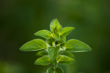 Mint Leaves