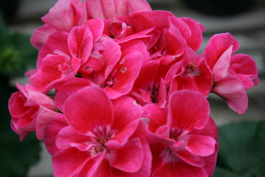 geraniums