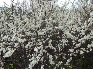 Sloe flower, Blackthorn flowers in spring,(Prunus spinosa)