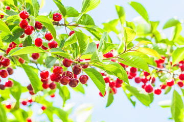 Red cherries on a branch in the orchard, backlit