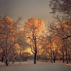 Snow Covered Tree 