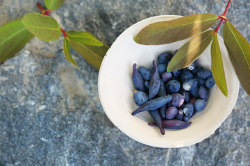 berries of honeysuckle
