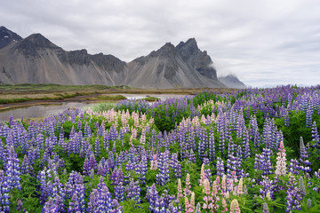 Summer landscape with flowers and mountain views. Glade of blooming lupine. Stokksnes Cape in the southeastern part of Iceland, Europe