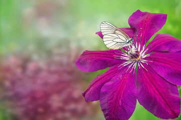 Of pierids butterfly with streaks of black and white, sitting on a red flower clematis on green bokeh background with space for text