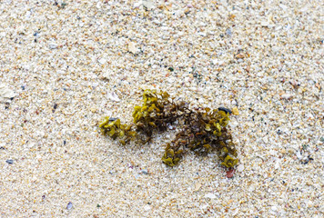 Sea plant on the beach