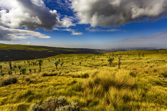 Ethiopia. Simien Mountains National Park. The Afro-alpine meadows landscape with the Giant Lobelia (Lobelia rhynchopetalum)