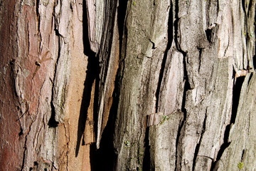 Tree bark close up