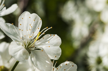 Spring Apple Tree Blossom Blooming