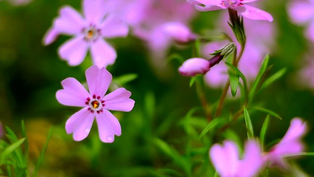 Little flowers blooming phlox pink with a soft color