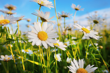 daisies in a meadow - 147259389