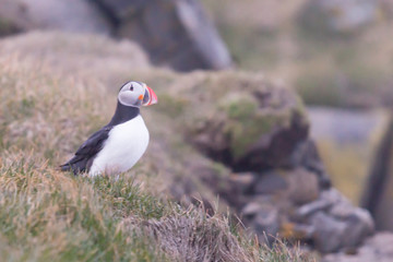 Puffin on watch