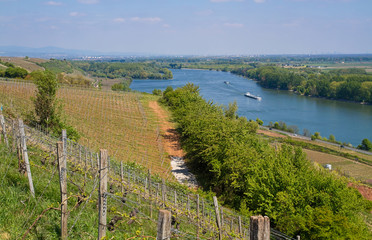 Fototapeta na wymiar Weinberge in Rheinhessen mit Panoramablick über den Rhein