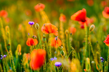 Vivid poppy field during sunset