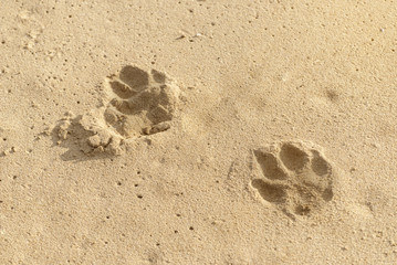 Dog footprints in sand on Beach at sunny day
