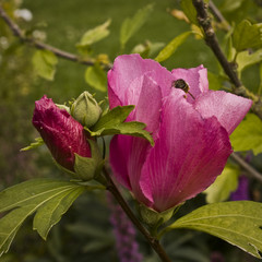 hibiskus, pink, blüte, sommer, eibisch, malvaceae, malve © tina145