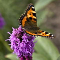 schmetterlinge, sitzen, blume, lila