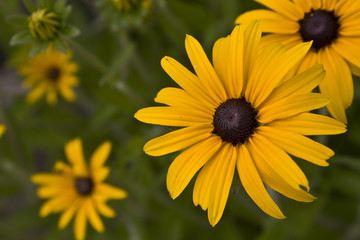 Fototapeta premium sonnenhut, gelb, blume, blüten