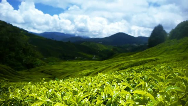 Tea plantation Cameron highlands, Malaysia