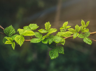 Growing raspberry in spring close-up. Raspberry plant starting to grow in the spring.