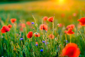 Naklejka premium Vivid poppy field during sunset