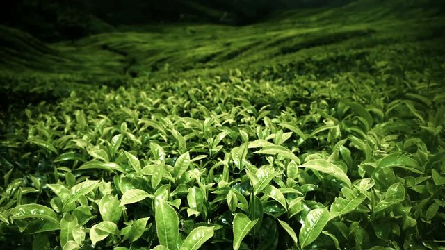 Tea plantation Cameron highlands, Malaysia