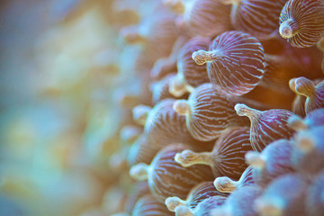 Blasenanemone (Entacmaea quadricolor) © Jearu