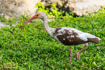 Florida Bird