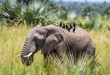 Еlephant walks along the grass with a bird on its back in the Merchinson Falls National Park. Africa. Uganda. An excellent illustration.