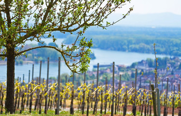 Obraz premium Weinberg in Rheinhessen mit Panoramablick über den Rhein