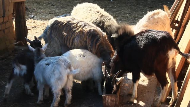 sheep and goats eat in the courtyard from the bucket
