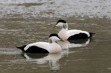 Eider à duvet, male ,.Somateria mollissima, Common Eider