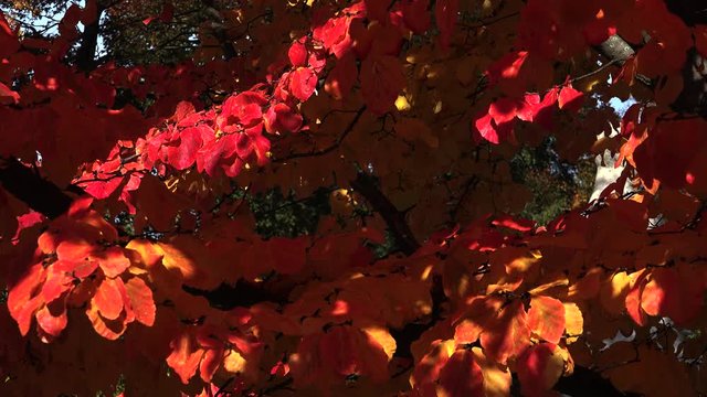 Red leaves of the bird-cherry tree. 4K.
