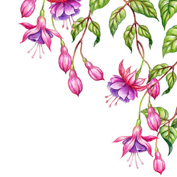 watercolor floral botanical illustration, green leaves, wild garden pink fuchsia flowers, isolated on white  background