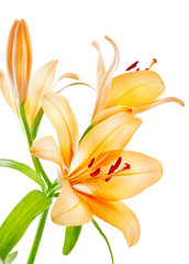 Obraz premium Lilies