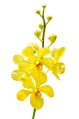 Yellow orchid