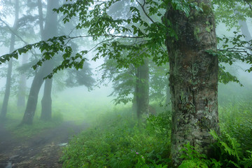 Fantasy foggy forest