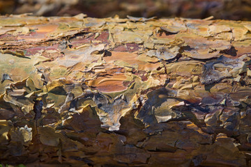 wood texture
Предложить исправление
