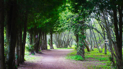 Silent green alley in the park