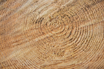 Naklejka premium wood texture