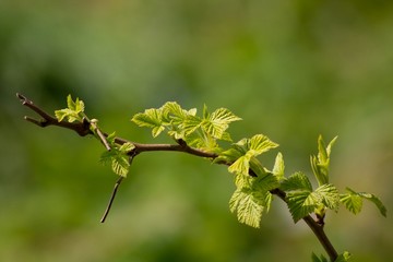 Green spring twig leaf