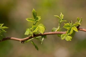 Green twig in spring