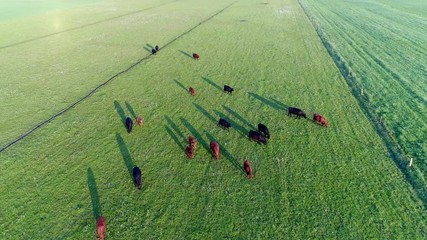 Aerial bird eye footage of Aberdeen Angus Cattle group of livestock meat cows commonly used in beef production camera moving slowly moving down over meadow friendly cows not minding camera much 4k