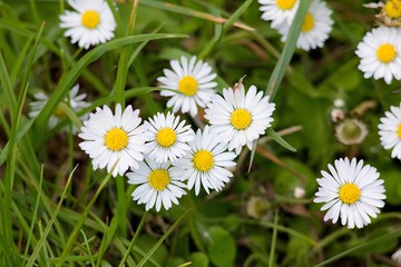 Bellis perennis, whiite flower on green background.
